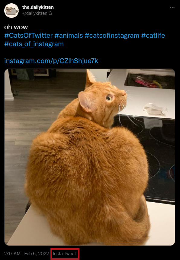 Sharing an Instagram post to Twitter using InstaTweet. The actual photo or video appears in the tweet. It's a thicc cat, very handsome. Nobody will click the link, but they'll definitely see this bad boy.